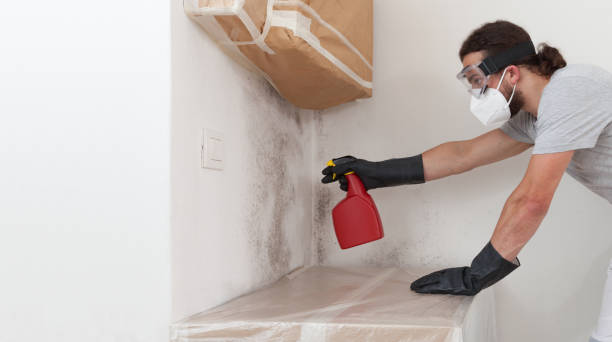 Professional Mold Remediation technician working in Rockwood, MI