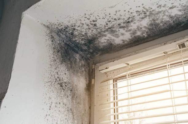 Affordable Mold Remediation solutions in Rockwood, MI