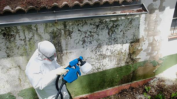 Top rated local Mold Remediation specialists in Rockwood, MI